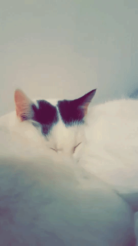 Catssleeping Whitecats GIF