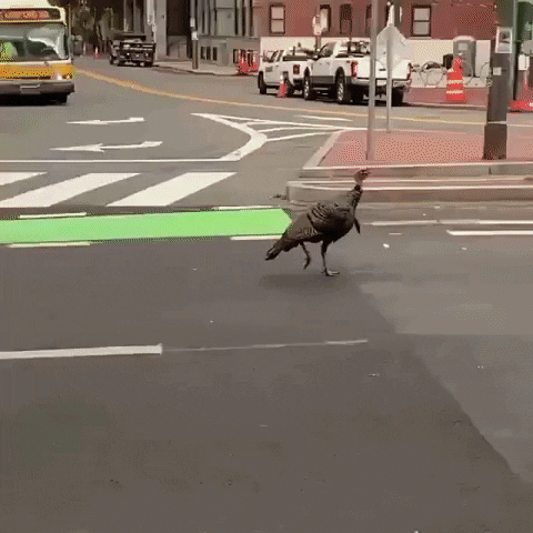 Thanksgiving Funny Animals GIF by Storyful