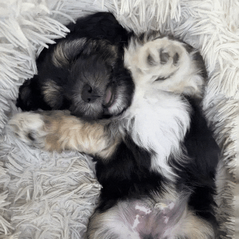 Cute Puppy Waving GIF by NZ Collab