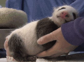 Wildlife gif. A person cradles a sleepy newborn panda in their palm as they caress it with their thumb. 