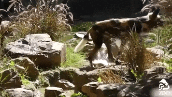 los angeles dog GIF by Los Angeles Zoo and Botanical Gardens