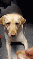 Yellow Lab GIF by Rover.com