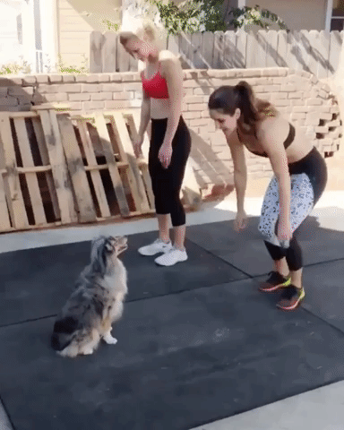 Adorable Dog GIF - Find & Share on GIPHY