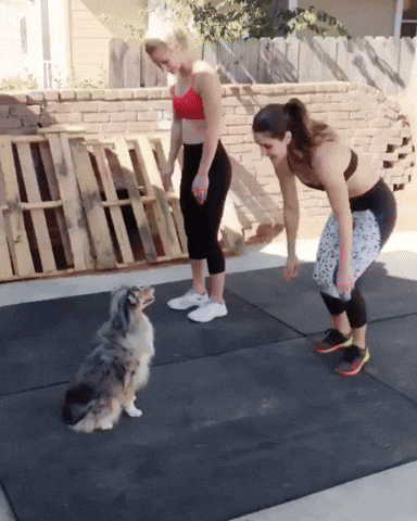 Video gif. Two women exercise in unison. They both lay on the floor and then quickly get up onto their feet to jump, and then do it all over again. The dog in front of them lays on the ground with them and rolls around excitedly, jumping up with them.