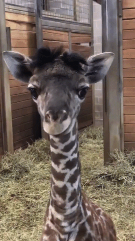 Baby City GIF - Find & Share on GIPHY