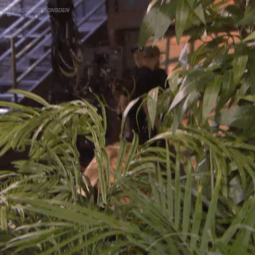 Popping Up GIFs - Get the best GIF on GIPHY