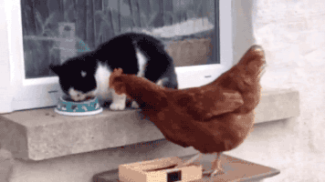 adorable cat GIF