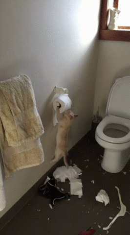cat paper roll toilet animals being jerks GIF