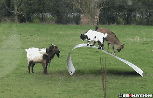 goats GIF by SB Nation