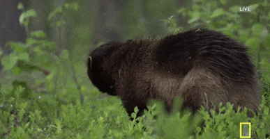 wolverine GIF by National Geographic Channel