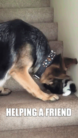 Helping A Friend GIF