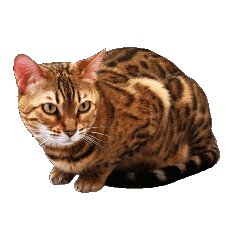 Bengal Cat Sticker by Kitty Fuchs