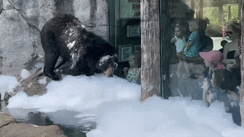 Bear Zoo GIF by Storyful
