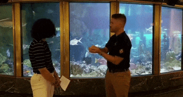 Shedd Aquarium Chicago GIF