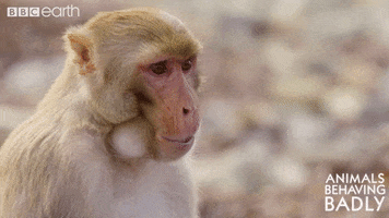 monkey wildlife GIF by BBC Earth