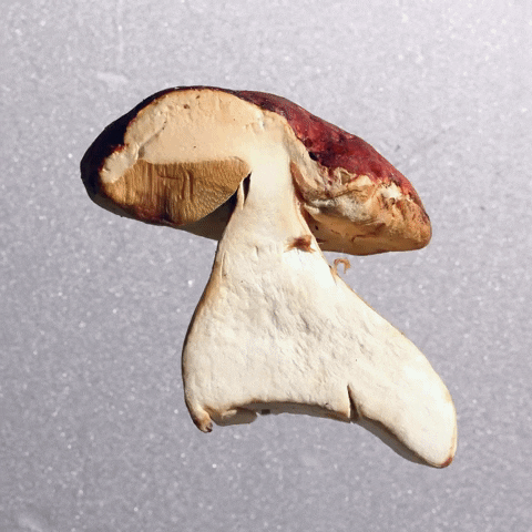mushroom boletus GIF by biancakennedy