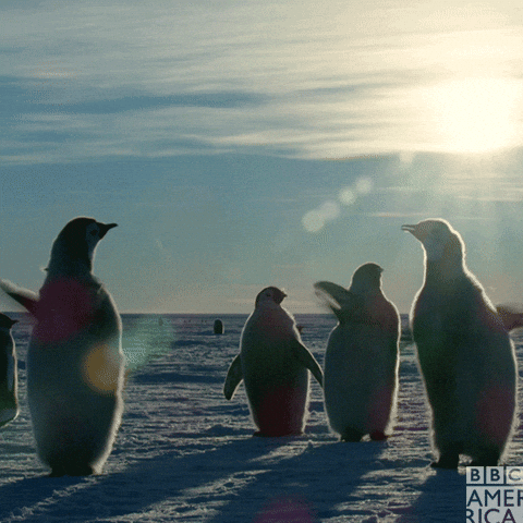 Happy Penguin GIF by BBC America by bbcamerica