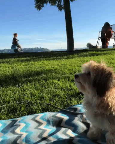 High Five Dog GIF by Jesse Ling - Find & Share on GIPHY