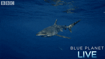 bbc one blue planet 2 GIF by BBC