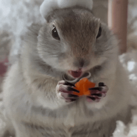 Squirrel Carrot GIF