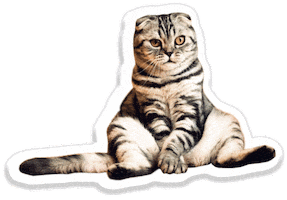 sassy cat Sticker by Pets Add Life