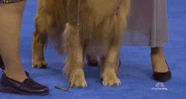 National Dog Show 2018 GIF by NBC
