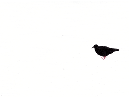 Bird GIF