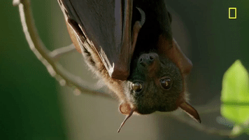 nat geo bat GIF by National Geographic Channel