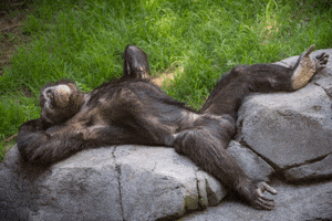 like a boss deal with it GIF by Los Angeles Zoo and Botanical Gardens