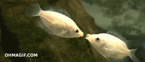 fish kissing GIF