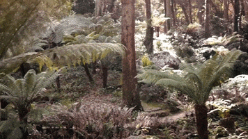 portugal jungle GIF by For 91 Days