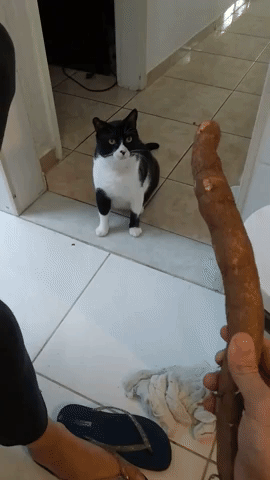 Cat Cassava GIF