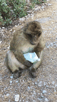 chips apes GIF