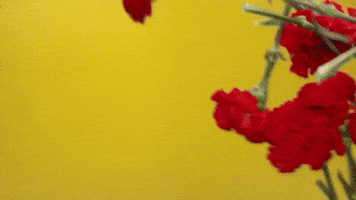 toujours fabuleux, continuez comme ça GIF par Fragmento Universo