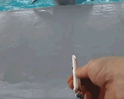 Video gif. Man holding a joint out towards a dolphin, who comes rushing towards him.