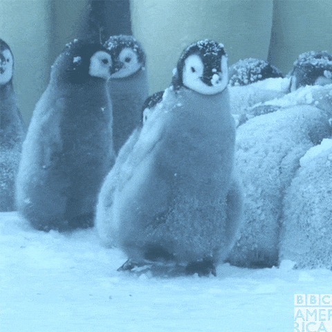 Emperor Penguin GIFs - Find & Share on GIPHY