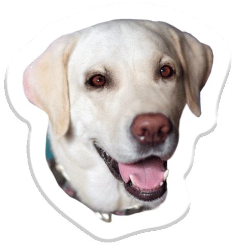 dog wink Sticker by Pets Add Life