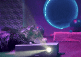 Cat Rent GIF