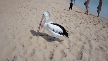 pelican GIF