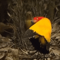 Bird Mating Dance GIF