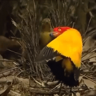 Bird Mating Dance GIF