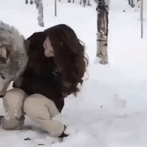 Video gif. As snow falls around them, a giant wolf sniffs a woman, then begins to lick her face with affection as she pets his chest.