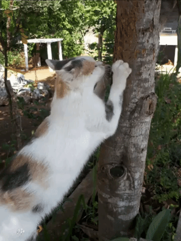 Cat Tree GIF