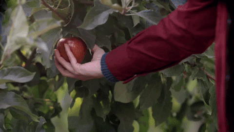 Apple Orchard GIFs - Get the best GIF on GIPHY