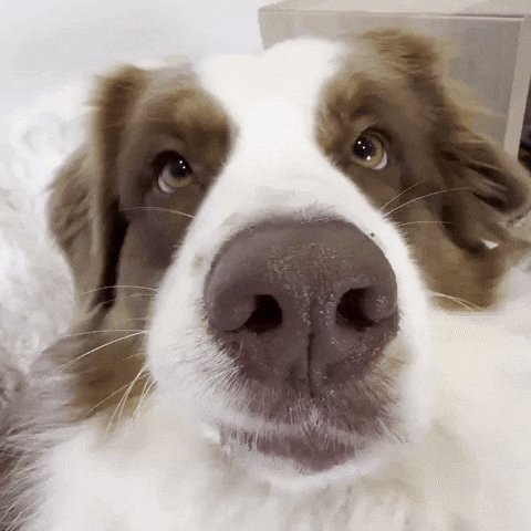 Puppy Eyes Berger Australien GIF