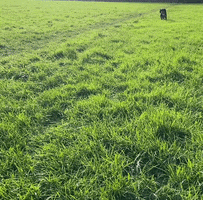 Come Here Cocker Spaniel GIF by Extreme Improv