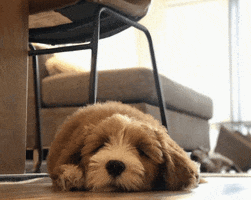 Tired Dog GIF
