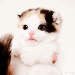 baby cat GIF