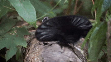 Amotrix GIF