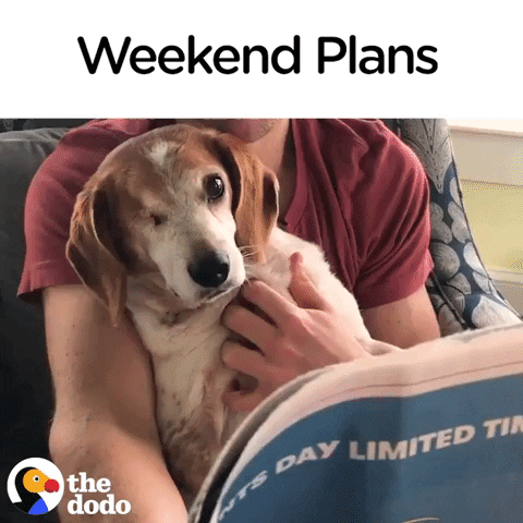 dog weekend plans GIF by The Dodo